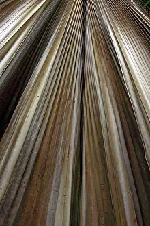 Fronds: Palm frond