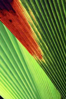 Fronds: Palm frond