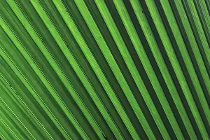 Fronds: Palm frond