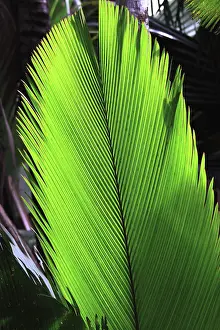 Fronds: Palm frond - Valle de Mai National Park