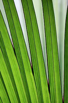 Fronds: Palm frond - Valle de Mai National Park