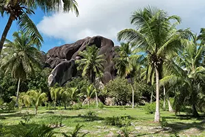 Grove: Palm grove in front of black granite rocks, La Digue