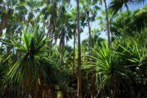 Livistonia: Palm grove - dense forest of cabbage trees and
