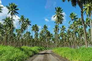 Grove: Palm grove on the south coast of Taveuni, Fiji