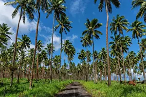 Grove: Palm grove on the south coast of Taveuni, Fiji