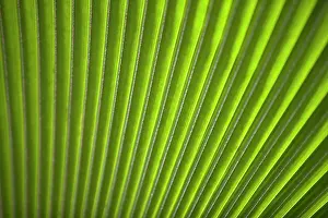 Veins: Palm Leaf close-up
