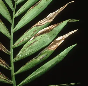 Palmae: Palm leaf spot
