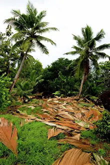 Thatch: Palm Leaves Drying