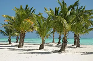 Leafy: Palm-lined beach with white sand and Coconut Palm