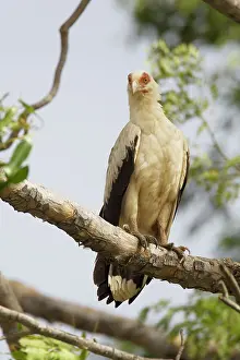 Angolensis: Palm-Nut Vulture