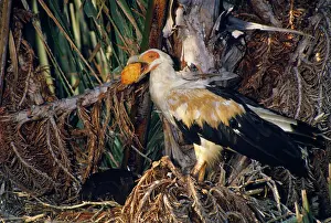 Angolensis: Palm-nut Vulture - female with fruit of Rafia Palm
