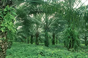 Concerns: Palm Oil Plantation