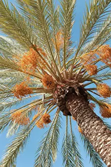 Canariensis: Palm