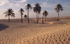 Phoenix: Palm