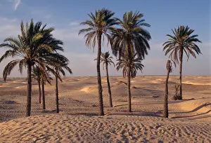 Phoenix: Palm