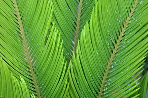 Overlapping: Palm, Sago palm