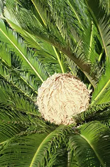 Sago: Palm, Sago palm