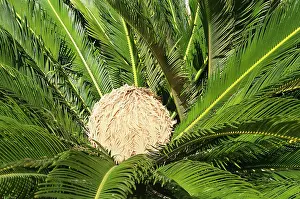 Sago: Palm, Sago palm