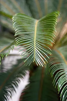 Sago: Palm