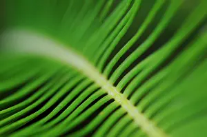 Sago: Palm