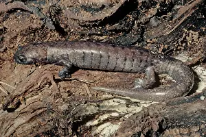 Honduras: Palm Salamander