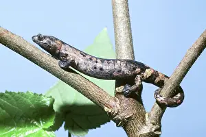 Bolitoglossa: Palm Salamander (Bolitoglossa dofleini)