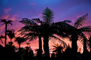 Retreat: Palm silhouettes against colorful sunset
