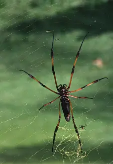 Cobwebs: PALM SPIDER - showing sexual dimorphism. Diminutive