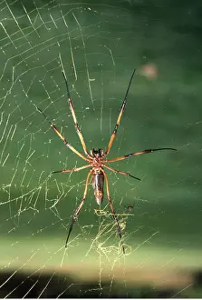 Cobwebs: PALM SPIDER - showing sexual dimorphism. Diminutive