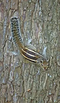 Funambulus: Palm Squirrel / Dusky Striped Squirrel