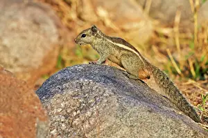 Palmarum: Palm Squirrel / Three-striped Palm Squirrel