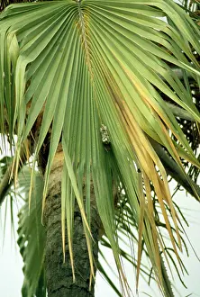 Parvus: Palm Swift - nest - eggs are glued in with saliva