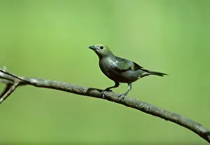 Palmarum: Palm Tanager