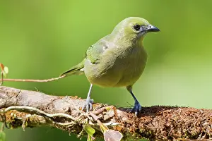 Palmarum: Palm Tanager
