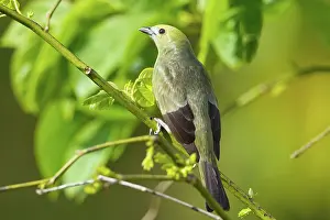 Palmarum: Palm Tanager