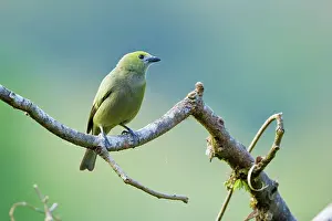 Palmarum: Palm Tanager