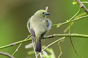 Palmarum: Palm Tanager