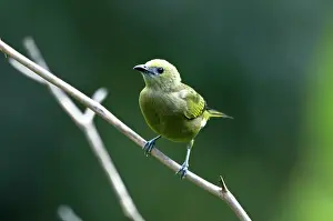 Palmarum: Palm Tanager - on branch