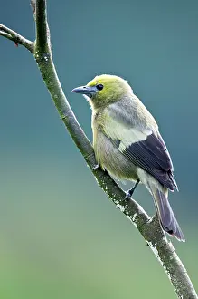 Palmarum: Palm Tanager - on branch