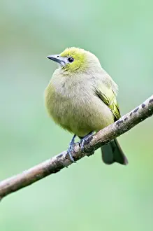 Palmarum: Palm Tanager - on branch