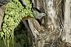 Palmarum: Palm tanager at nest with young