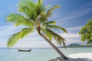 Seaboards: Palm tree on the beach, Ko Muk or Ko Mook island