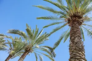 Mcroberts: Palm tree. Cabo San Lucas, Mexico