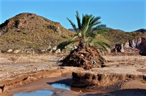 Flood: Palm tree after flood disaster in hilly landscape