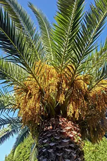 Mandelieu: Palm Tree with fruits Mandelieu Alpes-Maritimes France