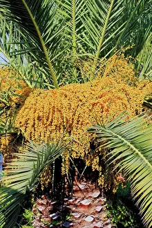 Mandelieu: Palm Tree with fruits Mandelieu Alpes-Maritimes France