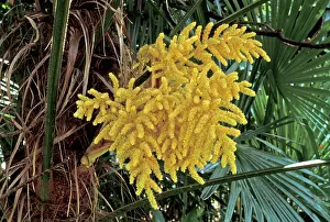 Excelsa: Palm Tree - Inflorescence