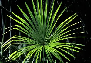 Excelsa: Palm Tree - leaf