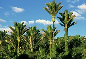 Nikau: Palm tree, Nikau, (Rhopalostylis sapida)
