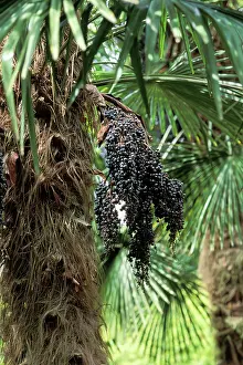 Excelsa: Palm Tree - seeds